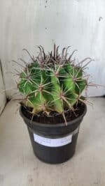 FEROCACTUS LATISPINUS Nº 96 – vaso 20 - Imagem 2