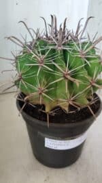 FEROCACTUS LATISPINUS Nº 96 – vaso 20 - Imagem 9