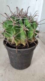 FEROCACTUS LATISPINUS Nº 96 – vaso 20 - Imagem 8
