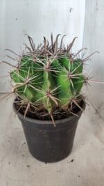 FEROCACTUS LATISPINUS Nº 96 – vaso 20 - Imagem 7
