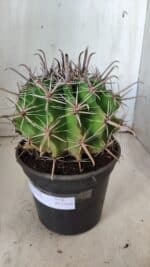 FEROCACTUS LATISPINUS Nº 96 – vaso 20 - Imagem 6