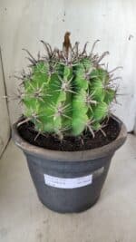 FEROCACTUS LATISPINUS Nº 97 – vaso 24