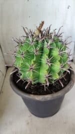 FEROCACTUS LATISPINUS Nº 97 – vaso 24 - Imagem 9