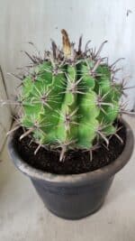 FEROCACTUS LATISPINUS Nº 97 – vaso 24 - Imagem 8