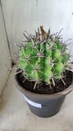 FEROCACTUS LATISPINUS Nº 97 – vaso 24 - Imagem 7