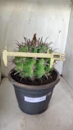 FEROCACTUS LATISPINUS Nº 97 – vaso 24 - Imagem 4