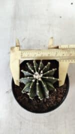 GYMNOCALYCIUM Friedrichii LB 2178 - Nº 365 – vaso 09 - Imagem 4