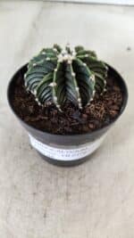 GYMNOCALYCIUM Friedrichii LB 2178 - Nº 365 – vaso 09 - Imagem 11