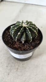 GYMNOCALYCIUM Friedrichii LB 2178 - Nº 365 – vaso 09 - Imagem 10