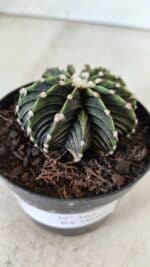 GYMNOCALYCIUM Friedrichii LB 2178 - Nº 365 – vaso 09 - Imagem 9