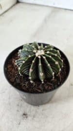 GYMNOCALYCIUM Friedrichii LB 2178 - Nº 365 – vaso 09 - Imagem 8