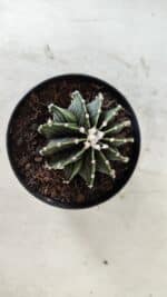 GYMNOCALYCIUM Friedrichii LB 2178 - Nº 365 – vaso 09 - Imagem 3
