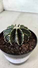 GYMNOCALYCIUM Friedrichii LB 2178 - Nº 365 – vaso 09 - Imagem 7