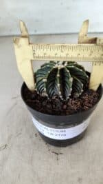 GYMNOCALYCIUM Friedrichii LB 2178 - Nº 365 – vaso 09