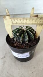 GYMNOCALYCIUM Friedrichii LB 2178 - Nº 365 – vaso 09 - Imagem 5