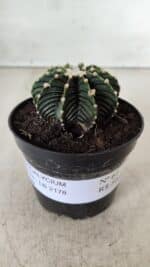 GYMNOCALYCIUM Friedrichii LB 2178 - Nº 61 – vaso 09 - Imagem 2