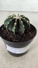 GYMNOCALYCIUM Friedrichii LB 2178 - Nº 61 – vaso 09 - Imagem 9