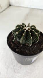 GYMNOCALYCIUM Friedrichii LB 2178 - Nº 61 – vaso 09 - Imagem 6