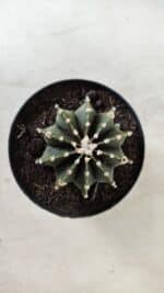 GYMNOCALYCIUM Friedrichii LB 2178 - Nº 61 – vaso 09 - Imagem 3
