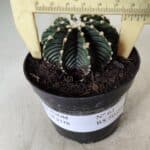 GYMNOCALYCIUM Friedrichii LB 2178 - Nº 61 – vaso 09