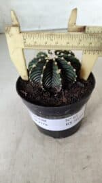 GYMNOCALYCIUM Friedrichii LB 2178 - Nº 61 – vaso 09