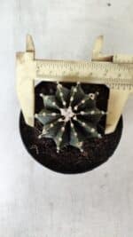 GYMNOCALYCIUM Friedrichii LB 2178 - Nº 61 – vaso 09 - Imagem 5