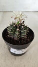 GYMNOCALYCIUM Mihanovichii  Nº 182 – vaso 09 - Imagem 6