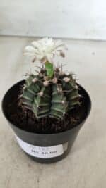 GYMNOCALYCIUM Mihanovichii  Nº 182 – vaso 09 - Imagem 8