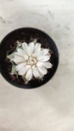 GYMNOCALYCIUM Mihanovichii  Nº 182 – vaso 09 - Imagem 3