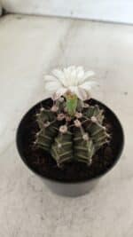 GYMNOCALYCIUM Mihanovichii  Nº 182 – vaso 09