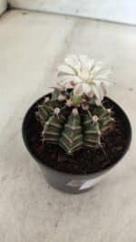 GYMNOCALYCIUM Mihanovichii  Nº 182 – vaso 09 - Imagem 9