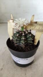GYMNOCALYCIUM Mihanovichii  Nº 182 – vaso 09 - Imagem 4