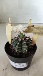 GYMNOCALYCIUM Mihanovichii  Nº 182 – vaso 09 - Imagem 7