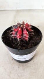 GYMNOCALYCIUM Mihanovichii Variegata Nº 352 – vaso 09 - Imagem 7