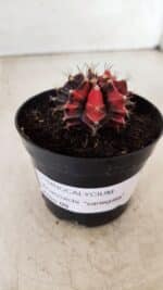 GYMNOCALYCIUM Mihanovichii Variegata Nº 352 – vaso 09 - Imagem 2