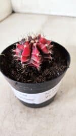 GYMNOCALYCIUM Mihanovichii Variegata Nº 352 – vaso 09 - Imagem 10