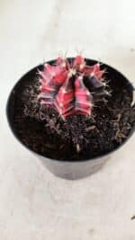 GYMNOCALYCIUM Mihanovichii Variegata Nº 352 – vaso 09 - Imagem 8