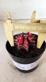 GYMNOCALYCIUM Mihanovichii Variegata Nº 352 – vaso 09