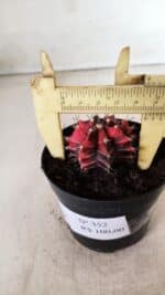 GYMNOCALYCIUM Mihanovichii Variegata Nº 352 – vaso 09 - Imagem 4