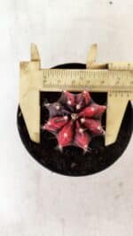 GYMNOCALYCIUM Mihanovichii Variegata Nº 352 – vaso 09 - Imagem 5