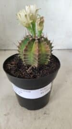 Gymnocalycium Mihanovichii  Nº 503 – vaso 15 - Imagem 2