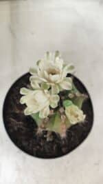 Gymnocalycium Mihanovichii  Nº 503 – vaso 15 - Imagem 3