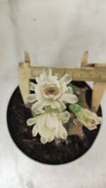 Gymnocalycium Mihanovichii  Nº 503 – vaso 15 - Imagem 5