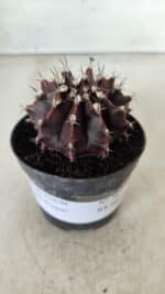 Gymnocalycium Mihanovichii “Purple” Nº 362 – vaso 09 - Imagem 2