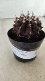 Gymnocalycium Mihanovichii “Purple” Nº 362 – vaso 09 - Imagem 11