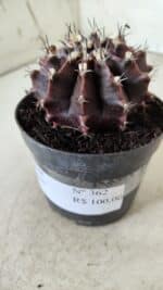 Gymnocalycium Mihanovichii “Purple” Nº 362 – vaso 09 - Imagem 10