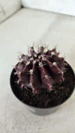 Gymnocalycium Mihanovichii “Purple” Nº 362 – vaso 09 - Imagem 9
