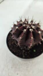 Gymnocalycium Mihanovichii “Purple” Nº 362 – vaso 09 - Imagem 8