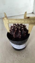 Gymnocalycium Mihanovichii “Purple” Nº 362 – vaso 09 - Imagem 4