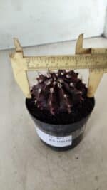 Gymnocalycium Mihanovichii “Purple” Nº 362 – vaso 09 - Imagem 6